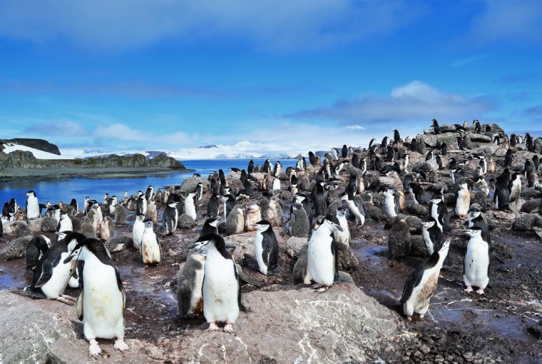 pingüinos en la Antártica